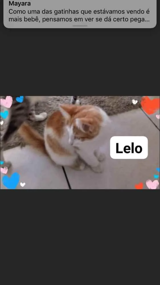 Gato ra a Não sei  idade 2 a 6 meses nome Lelo 