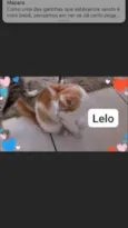 Lelo