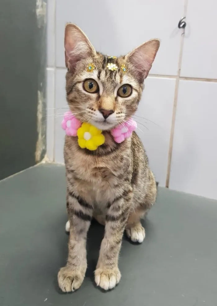 Gato ra a Srd idade 2 a 6 meses nome Milagres