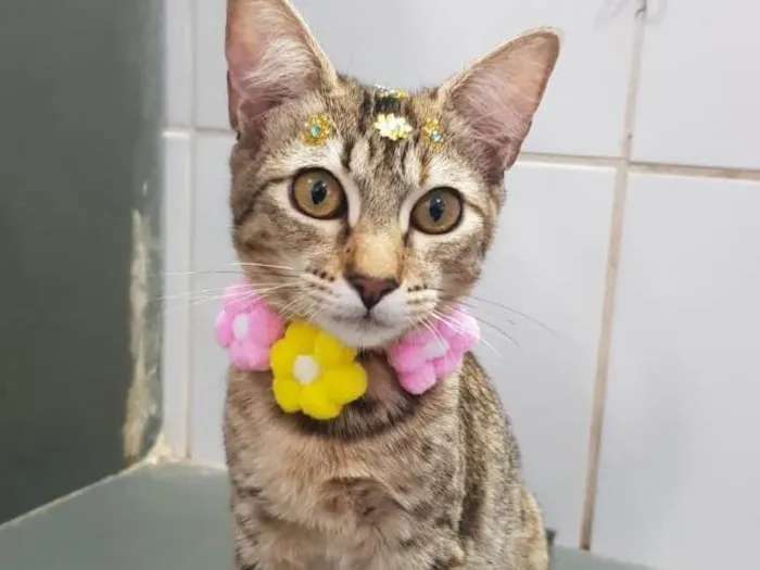 Gato ra a Srd idade 2 a 6 meses nome Milagres