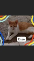 Enzo 