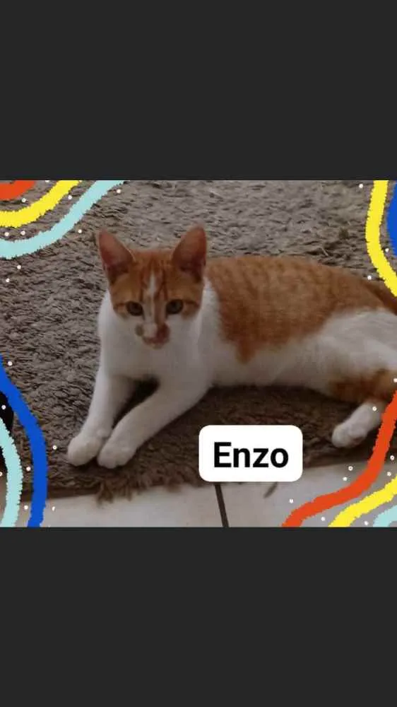Gato ra a  idade 2 a 6 meses nome Enzo 