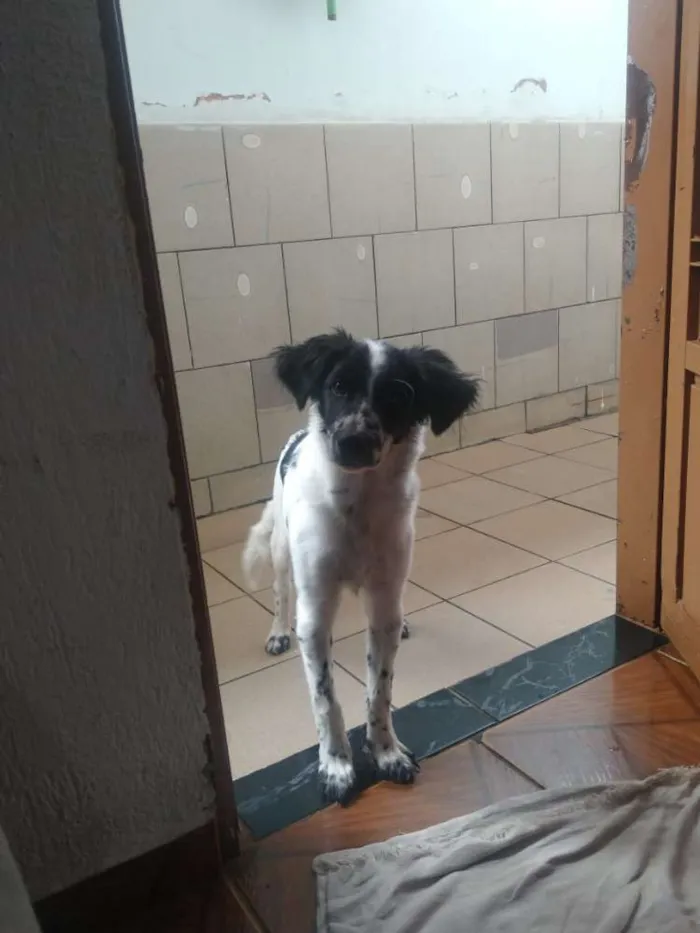Cachorro ra a SRD idade 2 a 6 meses nome Tyron