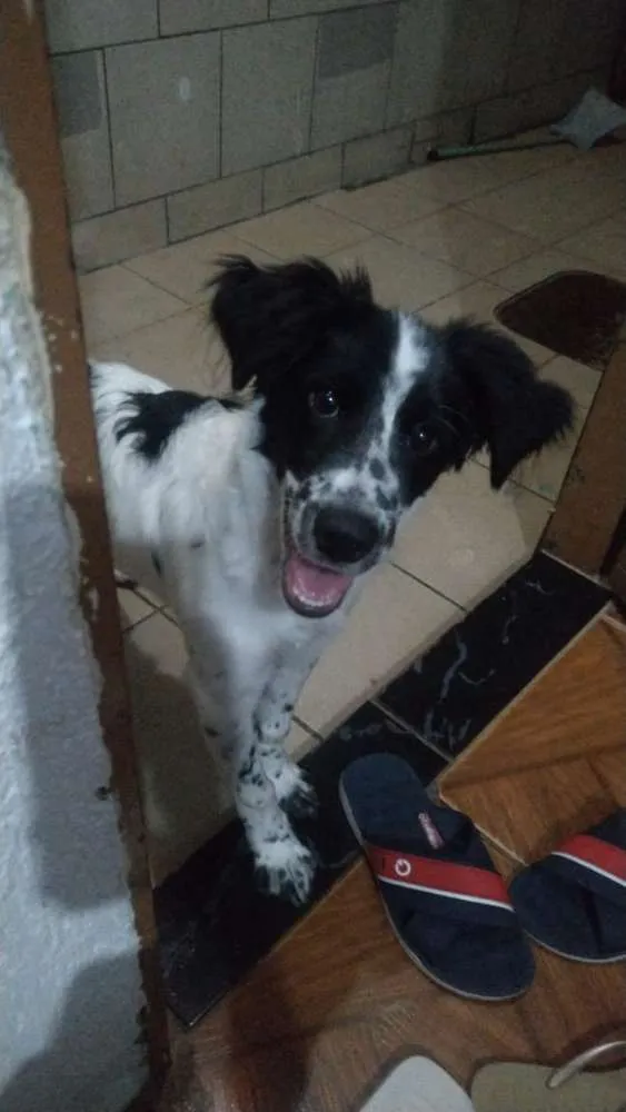 Cachorro ra a SRD idade 2 a 6 meses nome Tyron
