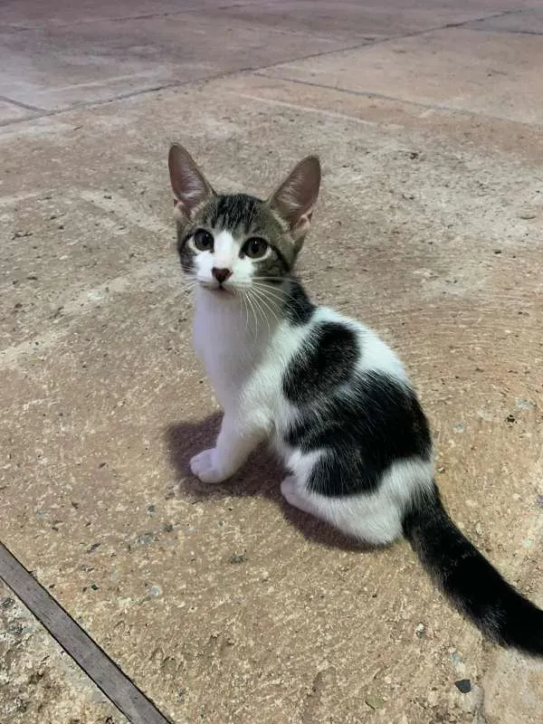 Gato ra a Sem raça idade 2 a 6 meses nome Sem Nome