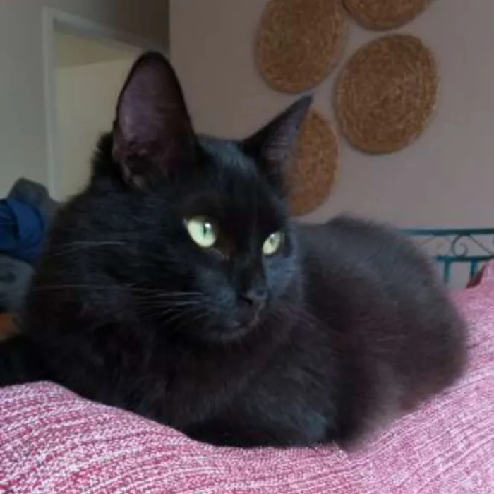 Gato ra a SRD  idade 1 ano nome GAEL 