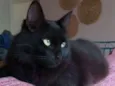 GAEL