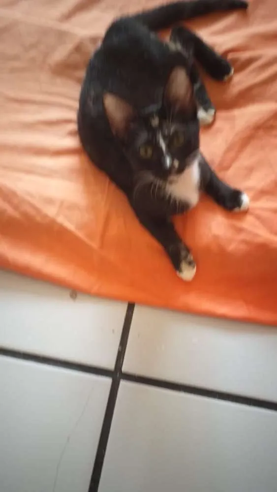 Gato raça Srd idade 2 a 6 meses nome Luiza