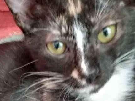 Gato raça Srd idade 2 a 6 meses nome Luiza