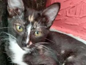 Gato raça Srd idade 2 a 6 meses nome Luiza
