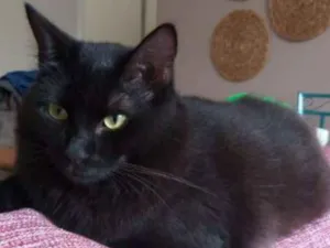 Gato raça SRD  idade 1 ano nome GAEL 