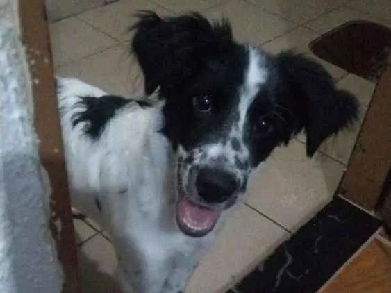 Cachorro ra a SRD idade 2 a 6 meses nome Tyron