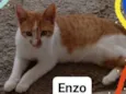 Enzo 
