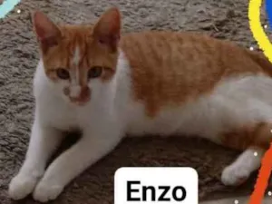 Gato raça  idade 2 a 6 meses nome Enzo 