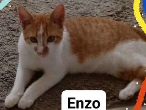 Gato ra a  idade 2 a 6 meses nome Enzo 