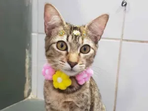 Gato raça Srd idade 2 a 6 meses nome Milagres