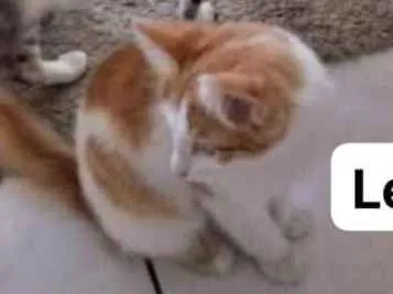 Gato ra a Não sei  idade 2 a 6 meses nome Lelo 