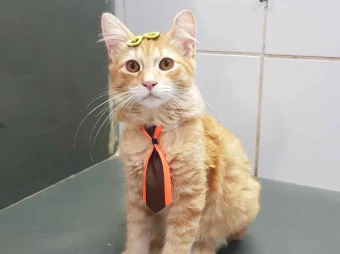 Gato ra a Sed idade  nome Simba