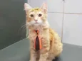 Simba