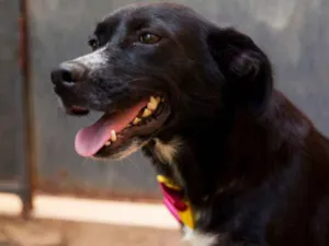 Cachorro raça SRD idade 3 anos nome Maria do Bairro