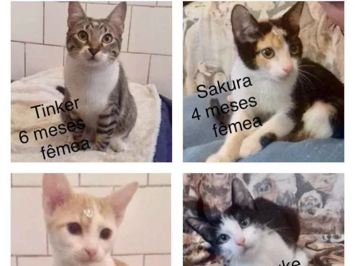 Gato ra a SRD idade 2 a 6 meses nome Diversos