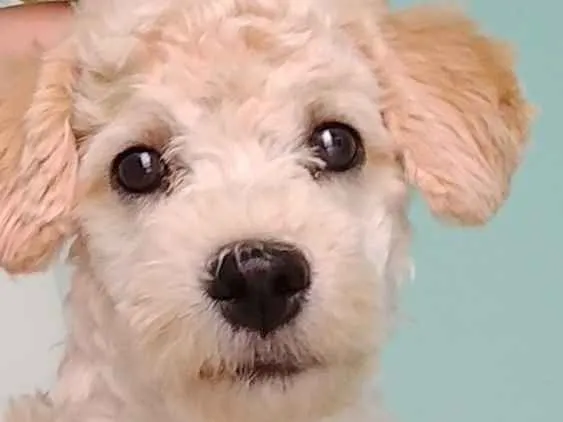 Cachorro ra a Poodle  idade 2 anos nome Kross