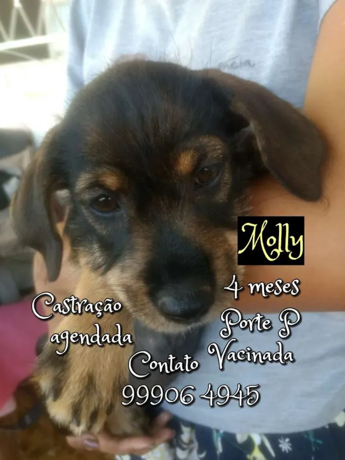 Cachorro raça SRD idade 2 a 6 meses nome Molly