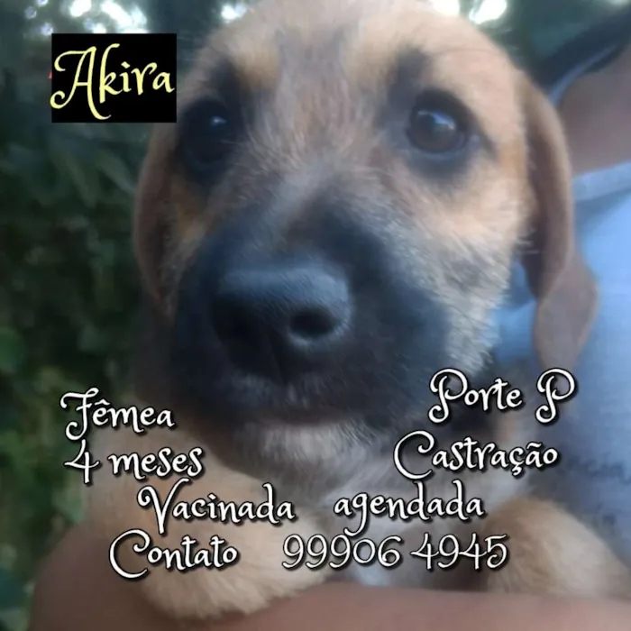 Cachorro raça SRD idade 2 a 6 meses nome Akira