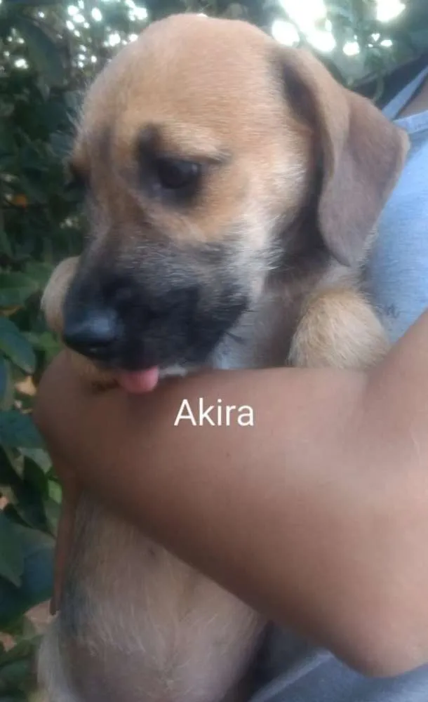 Cachorro raça SRD idade 2 a 6 meses nome Akira