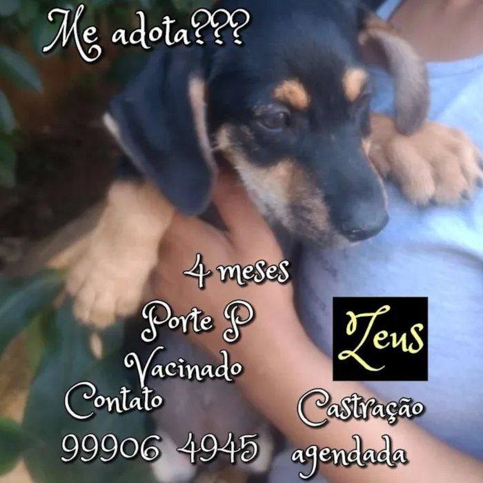 Cachorro raça SRD idade 2 a 6 meses nome Zeus