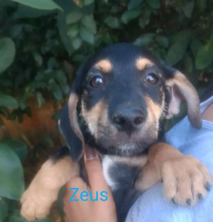 Cachorro raça SRD idade 2 a 6 meses nome Zeus