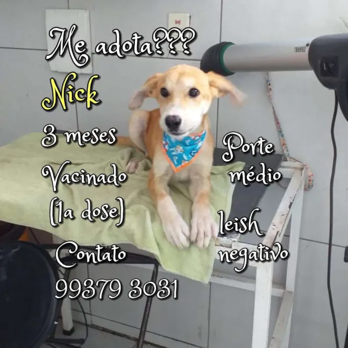 Cachorro raça SRD idade 2 a 6 meses nome Nick