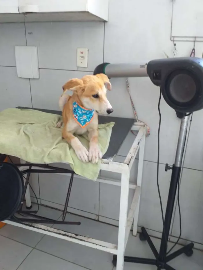 Cachorro raça SRD idade 2 a 6 meses nome Nick