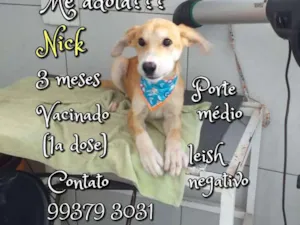 Cachorro raça SRD idade 2 a 6 meses nome Nick