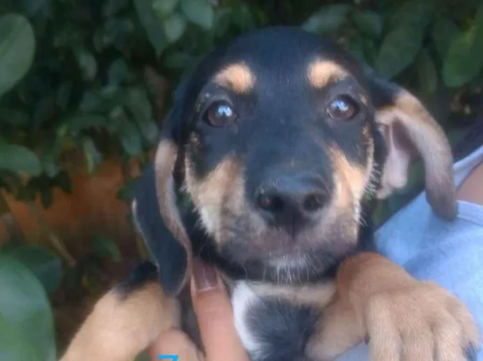 Cachorro raça SRD idade 2 a 6 meses nome Zeus