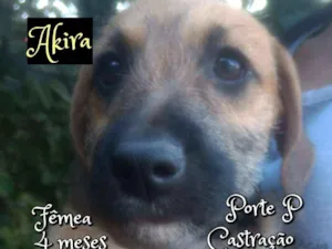 Cachorro raça SRD idade 2 a 6 meses nome Akira