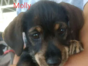 Cachorro raça SRD idade 2 a 6 meses nome Molly