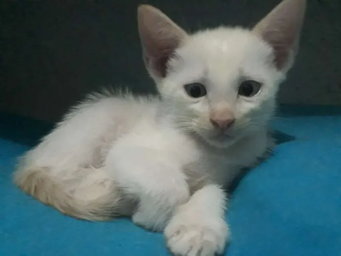 Gato ra a  idade 2 a 6 meses nome Thor 