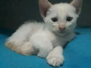 Gato raça  idade 2 a 6 meses nome Thor 