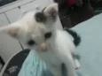 Bibi