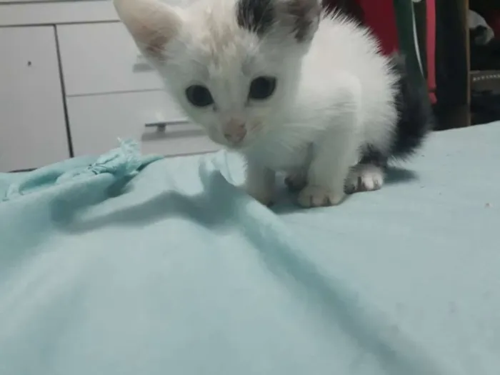Gato ra a  idade 2 a 6 meses nome Bibi