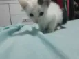 Bibi
