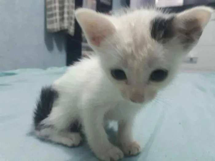Gato ra a  idade 2 a 6 meses nome Bibi