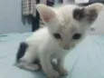 Bibi