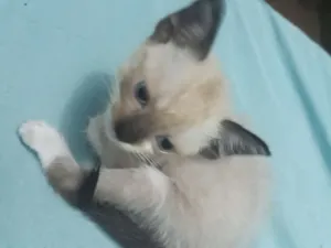 Gato raça  idade 2 a 6 meses nome Liz 