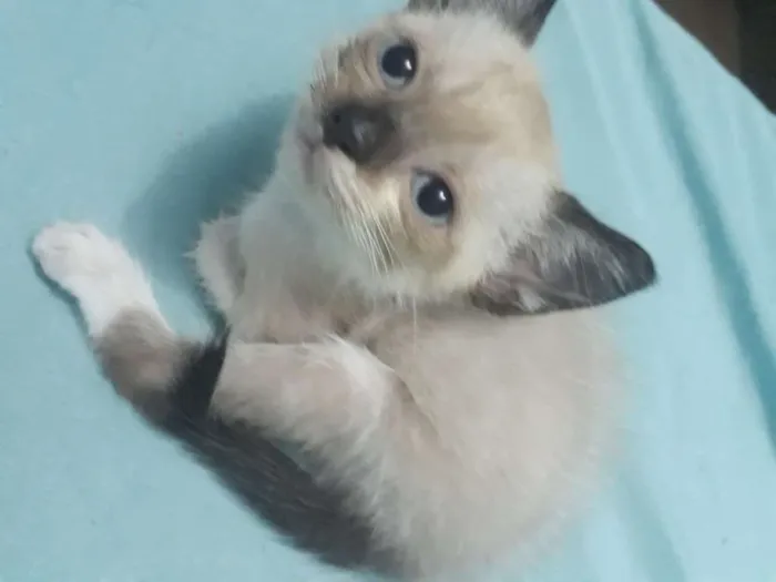 Gato ra a  idade 2 a 6 meses nome Liz 