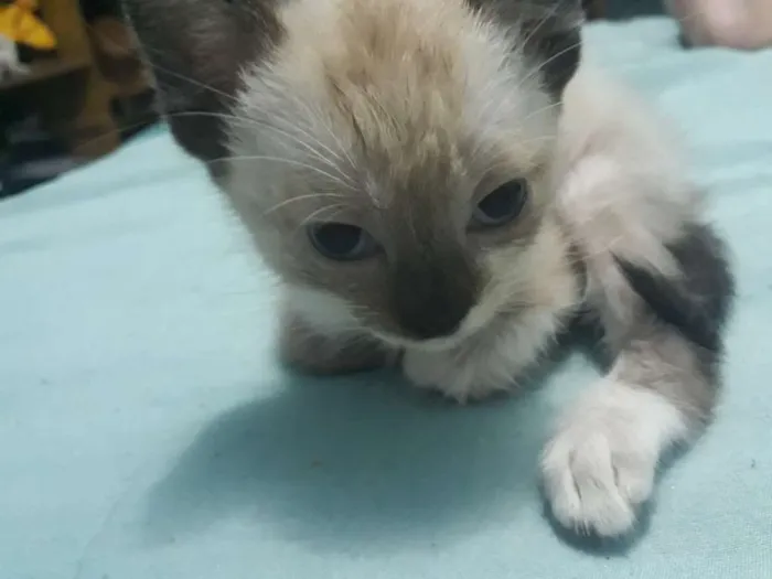 Gato ra a  idade 2 a 6 meses nome Liz 