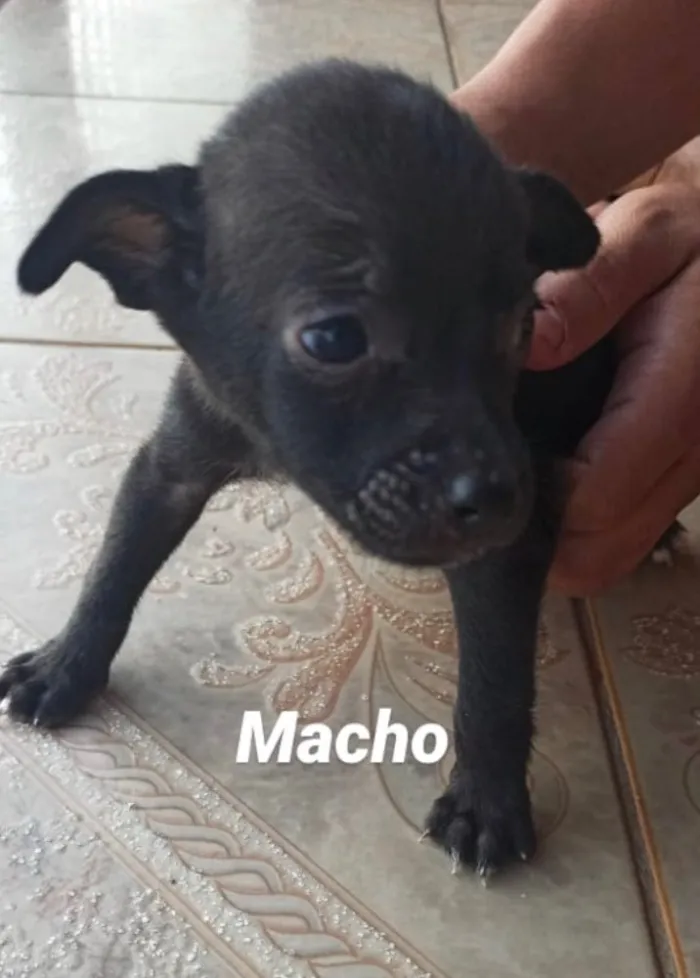 Cachorro ra a SRD idade Abaixo de 2 meses nome Mike