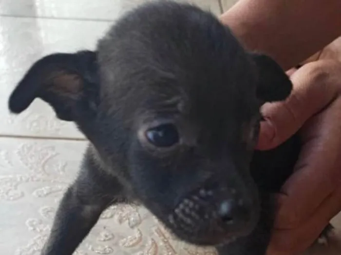 Cachorro ra a SRD idade Abaixo de 2 meses nome Mike