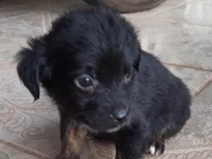 Cachorro raça SRD idade Abaixo de 2 meses nome Marley 